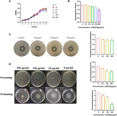 The antivirulence activity, transcriptomics of EGCG and its protective effects on zebrafish infected by Aeromonas hydrophila